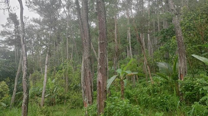 Trenggalek Miliki 62.688 Hektare Kawasan Hutan, Getah Pinus Jadi Komoditas Unggulan