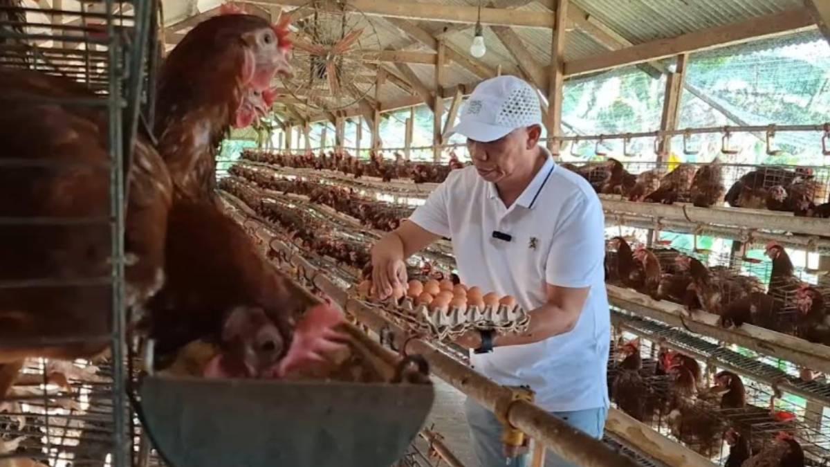 rendahnya-harga-telur-sejak-sebulan-terakhir-ini-Kamis-1162026.jpg