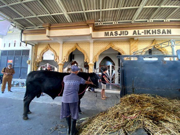 Sapi Kurban Presiden Prabowo untuk Surabaya Berbobot 850 Kg, Disalurkan ke Masjid Semampir