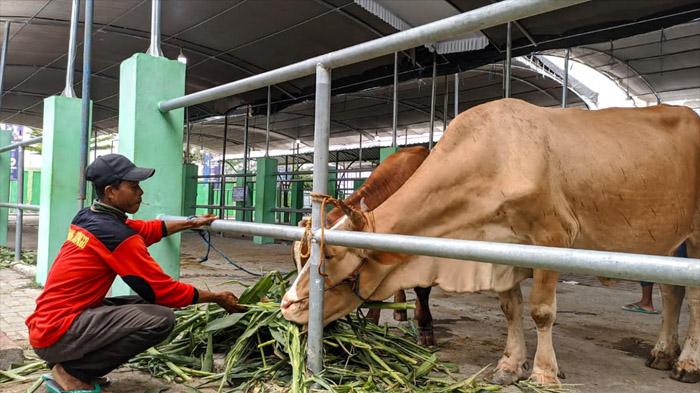 sapi-di-Bojonegoro-kena-wabah.jpg