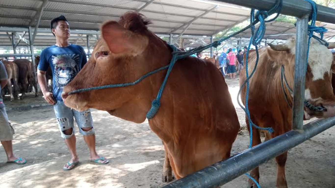 sapi-di-pasar-hewan-terpadu-pht-tulungagung.jpg