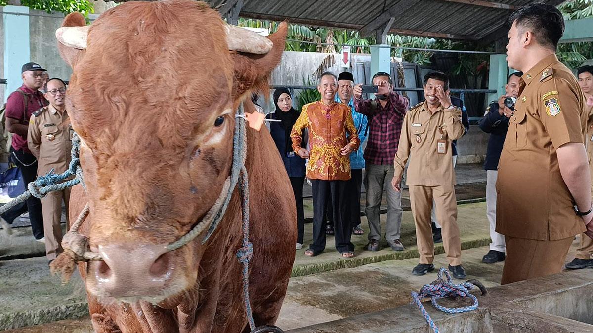 Sapi Kurban Presiden Prabowo untuk Kota Blitar Dibeli dari Kediri, Bobot 1 Ton Lebih