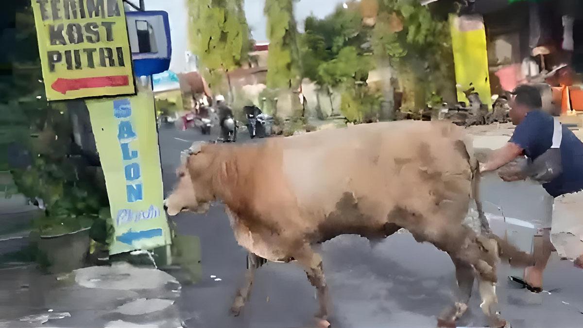 Sapi Kurban Jumbo Lepas di Lamongan, Nyaris Seruduk Warga dan Masuk Salon