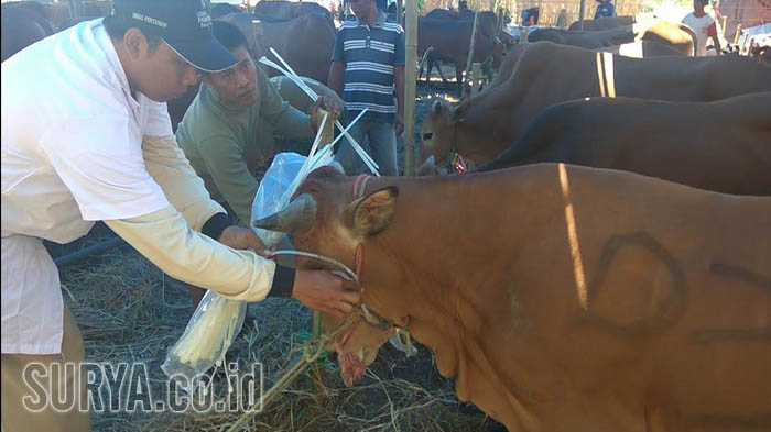 Periksa Hewan Kurban yang Dijual di Kawasan MERR Surabaya, Petugas Temukan Ini