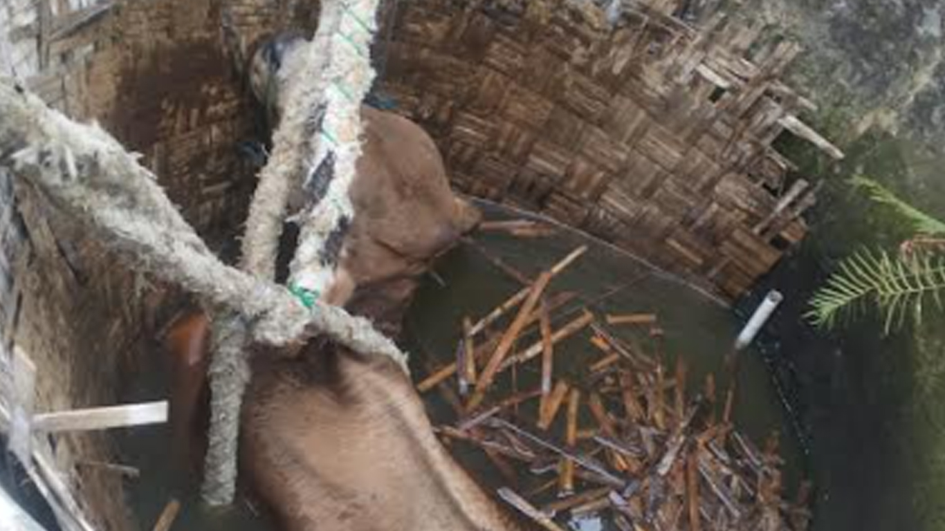 sapi-masuk-sumur-di-desakecamatan-plumpang-tuban.jpg
