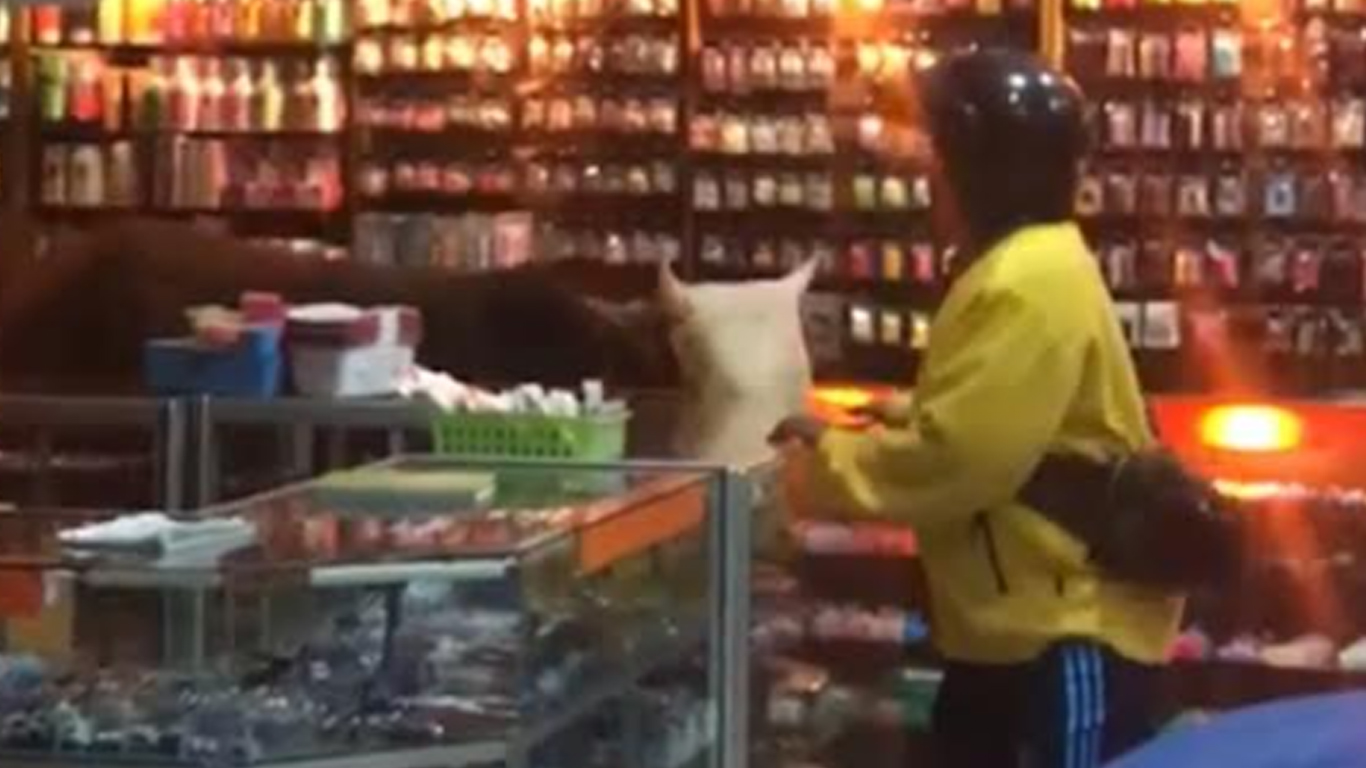 Sapi Ngamuk Masuk ke Toko Perdana Kediri saat Malam Takbiran Idul Adha 2022