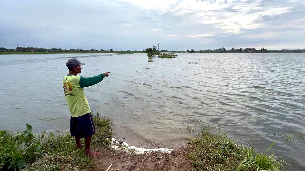Petani Jombang Menjerit: 17 Hektare Sawah Terendam Banjir 4 Hari, Potensi Rugi Puluhan Juta Rupiah