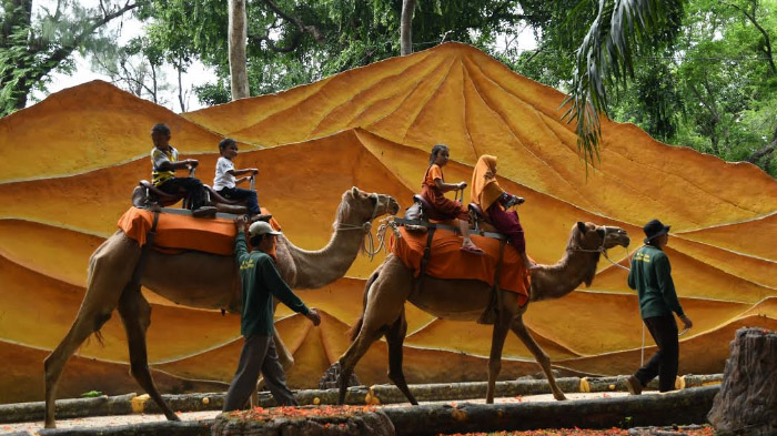 sejumlah-anak-menunggang-onta-yang-ada-di-kebun-binatang-surabaya-rabu-25122019.jpg