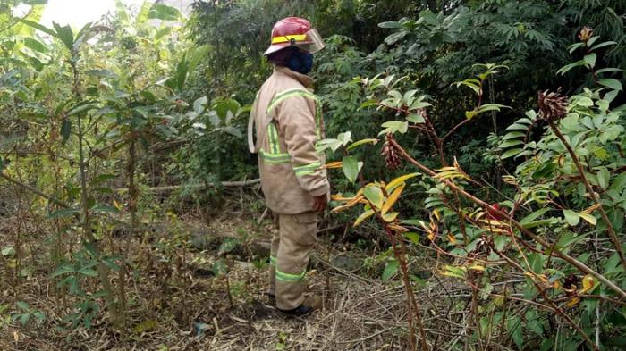 Warga Waspada Setelah Monyet Liar Lukai Anak Kecil, BPBD Jombang Akan Gandeng BKSDA
