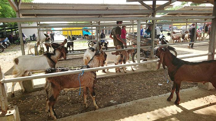 suasana-perdagangan-kambing-di-PHT-Tulungagung-Jatim.jpg