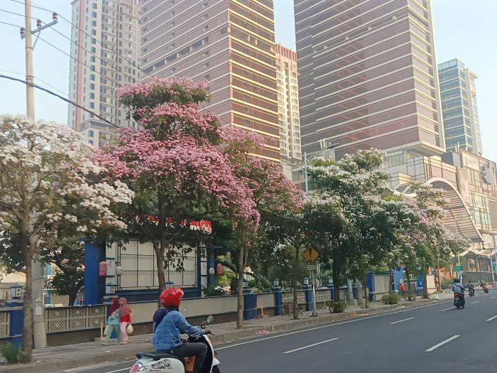 Cantik Warna Warni Bunga Tabebuya Bermekaran Di Jalanan Surabaya