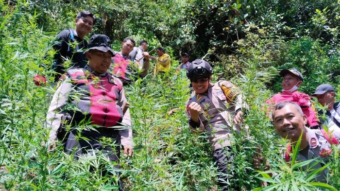 tanaman-ganja-di-Lereng-Semeru-Lumajang-Jawa-Timur-3102024.jpg