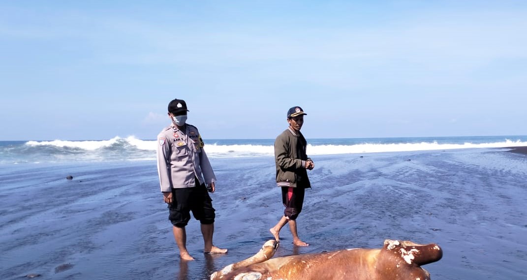 temuan-bangkai-sapi-limosin-di-pantai-bambang-lumajang.jpg