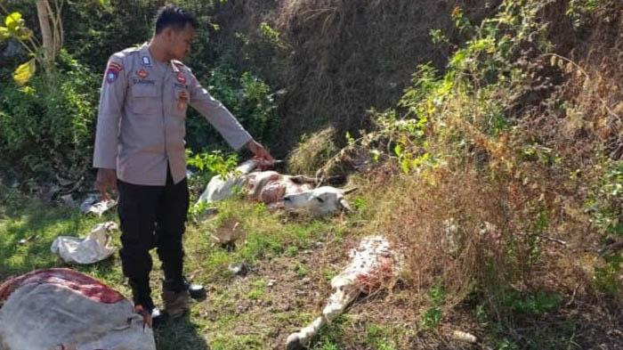 Kejadian Menghebohkan di Tuban, Ditemukan Sapi Tanpa Pemilik Terpotong-potong di Tanah Pekarangan