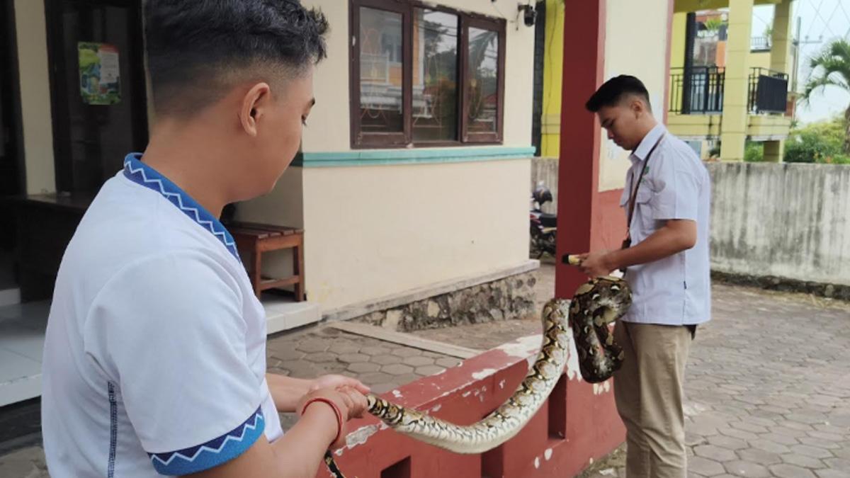 Ular Piton Dipindahkan Petugas BBKSDA dari Pemukiman Warga di Pacet Mojokerto