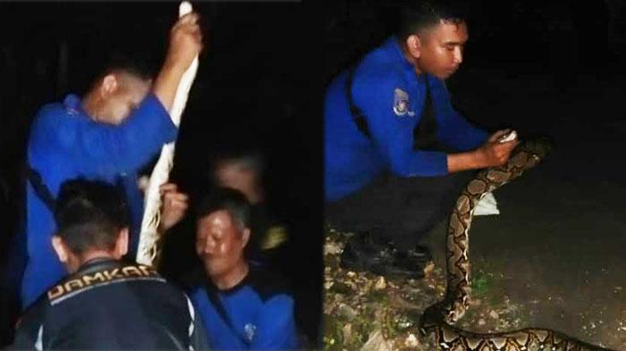 Piton 3 Meter Nyaris Masuk Rumah Warga di Semanding Tuban, Tak Berkutik Saat Ditangkap