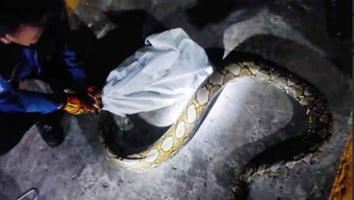 ular-piton-masuk-rumah-warga-Sidoarjo.jpg