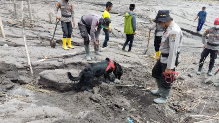Anjing K-9 Milik Polri Berhasil Endus 13 Jenazah Korban Erupsi Gunung Semeru di Kabupaten Lumajang