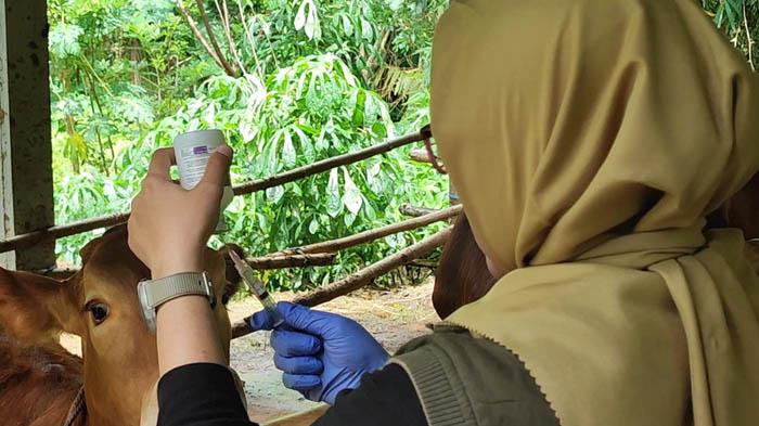 Disnak Trenggalek Bentuk Tim Khusus untuk Periksa Kesehatan Hewan Kurban Jelang Idul Adha 2025