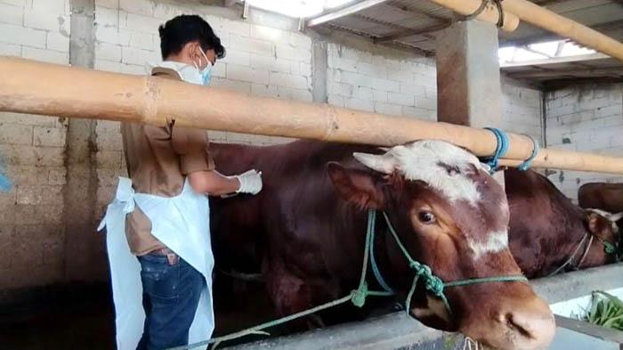 DKPP Pacitan Target Vaksinasi PMK Tuntas Akhir Januari 2025, Terima 7.000 Dosis Vaksin PMK