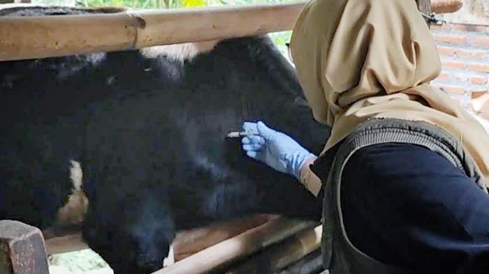 vaksinasi-PMK-di-Trenggalek-Jawa-Timur-2012025.jpg