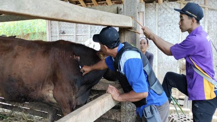 Pemkab Pacitan Dapat Bantuan 28.750 Dosis Vaksin PMK, DKPP Segera Suntikkan ke Ternak Sehat