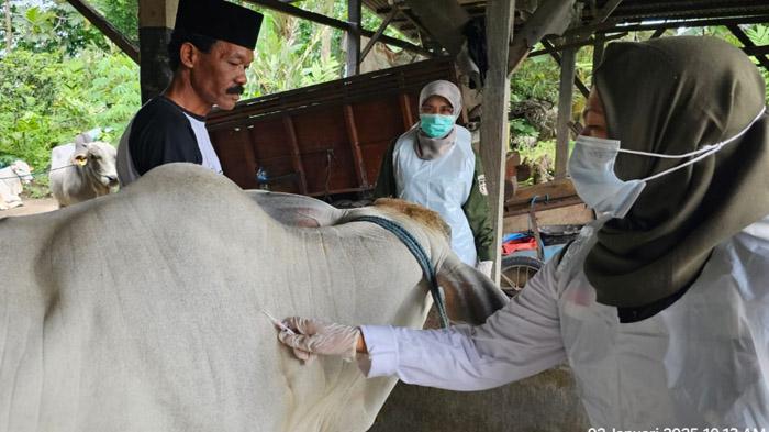 Serangan PMK Jangkiti Ratusan Sapi di Kediri, DKPP Gencarkan Vaksinasi di Sejumlah Kecamatan