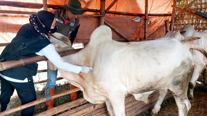 Kasus PMK  di Lamongan Meledak, 527 Sapi Terjangkit, Sehari Rata-rata 20 Sapi Tertular