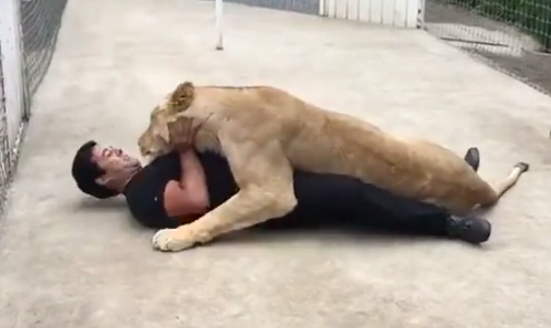 video-singa-berhati-kucing-ini-memikat-hati-jutaan-netizen-lihat-tingkahnya_20170116_204235.jpg