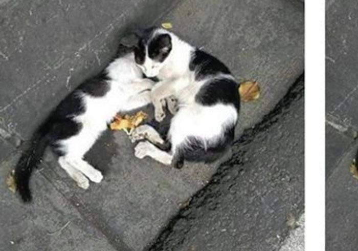 Arti Mimpi Digigit Kucing, Ternyata Ada Pertanda Baik dan Buruk