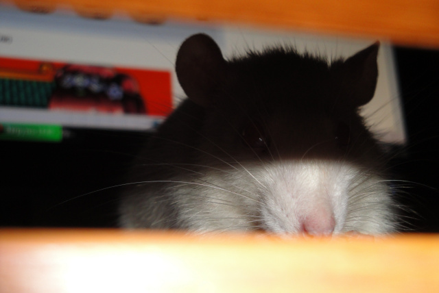 Hingga Akhir Maret, Jumlah Kasus Leptospirosis di Kota Probolinggo Konstan