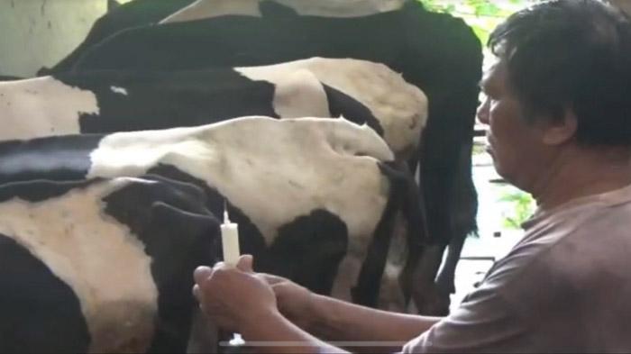 Peternak di Kabupaten Sidoarjo Obati Sendiri Sapi yang Terkena Penyakit Mulut dan Kuku