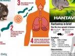 Apa-Itu-Virus-Hanta-yang-Ramai-Diperbincangkan-Dampaknya-Fatal-Ahli-Ungkap-Beda-dengan-Covid-19.jpg
