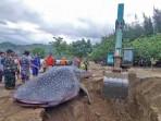 DIKUBUR-Bangkai-hiu-paus-berhasil-ditarik-dari-perairan-Pantai-Bayem-di.jpg