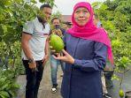 Gubernur-Khofifah-saat-mengunjungi-kebun-bibit-di-Desa-Jambu-Kediri.jpg