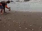 Kecamatan-Purwoharjo-banyuwangi-ikan-naik-ke-daratan.jpg