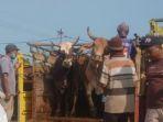 Kiriman-sapi-ke-Nganjuk-diawasi-ketat.jpg