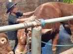 MENGELUS-SAPI-Agus-Prasetyo-37-salah-satu-peternak-sapi.jpg