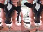 Momen-kapala-sapi-terjepit-di-sebuah-pagar-rumah.jpg