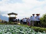 PERTANIAN-BERKELANJUTAN-Area-pertanian-hortikultura-di-Desa.jpg
