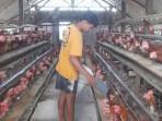 PRODUKSI-TURUN-Peternakan-ayam-milik-Eko-Murdianto-46-asal-Desa-Mo.jpg