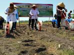 Penanaman-jagung-serentak-kuartal-IV-di-Banyuwangi-Jatim.jpg
