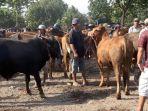 Penyakit-sapi-pukul-pasar-hewan-di-Lumajang.jpg