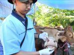Penyakit-sapi-sudah-masuk-ke-Surabaya.jpg