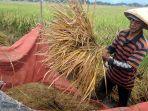 Petani Desa Ngrendeng Tulungagung Keluhkan Kualitas Panen Akibat Padi Ambruk Tertiup Angin Kencang