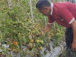 Petani-Tomat-asal-KelurahanKecamatan-Plaosan-Kabupaten-Magetan.jpg