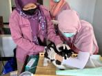 Petugas-Puskeswan-Kedungwaru-Disnak-Keswan-Tulungagung-vaksinasi-rabies-ke-seekor-kucing.jpg