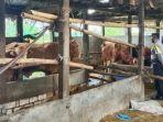 Polisi-di-Lamongan-awasi-penjualan-sapi.jpg