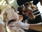 Tim-Kesehatan-Hewan-Dinas-pengecekan-sapi-bangkalan.jpg