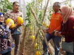surabaya/Wali-Kota-Surabaya-Eri-Cahyadi-saat-memanen-buah-di-Surabaya.jpg